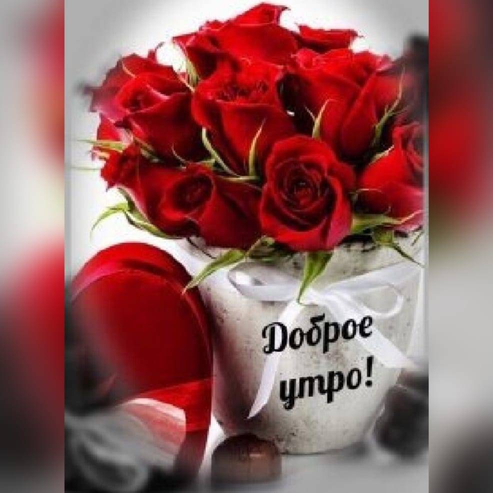 Доброе утро с розами