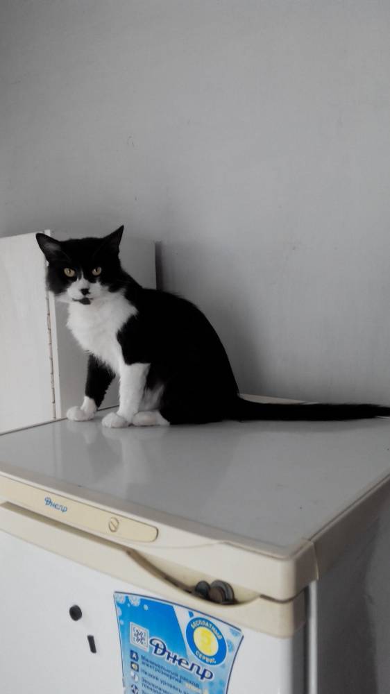 Картинка загружается...