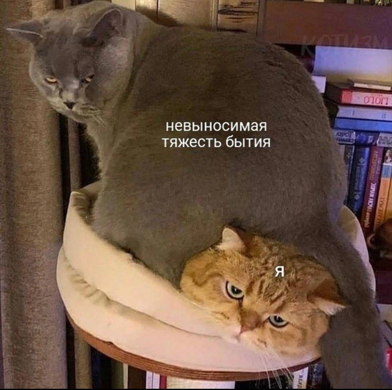 Невыносимо работать. Невыносимая тяжесть бытия. Коты в России. Бытие мемы. Смешные коты 2022.