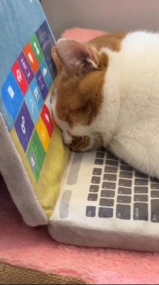 Картинка загружается...