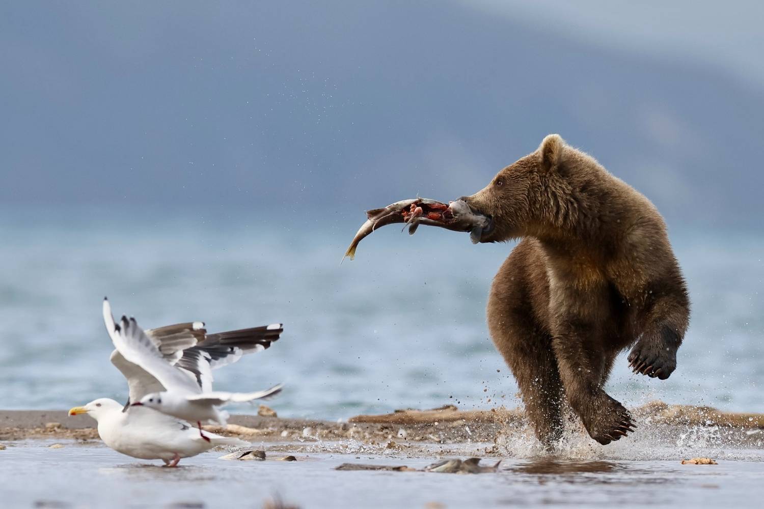 Картинка загружается...