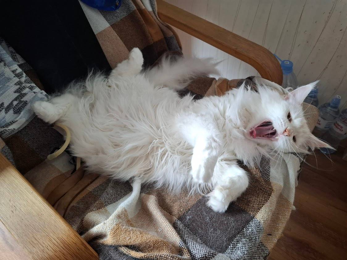 Картинка загружается...