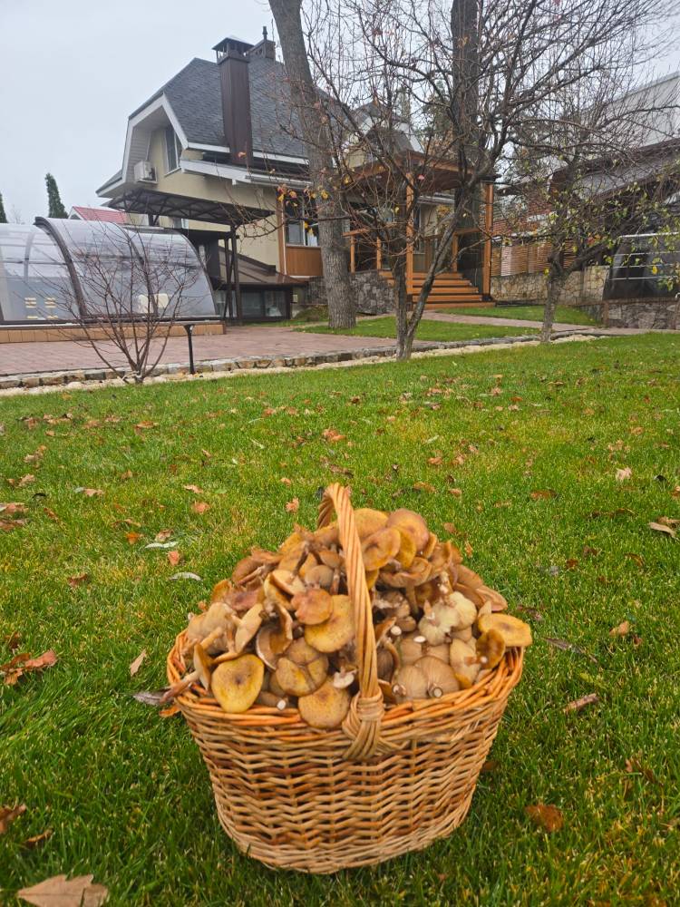 Картинка загружается...