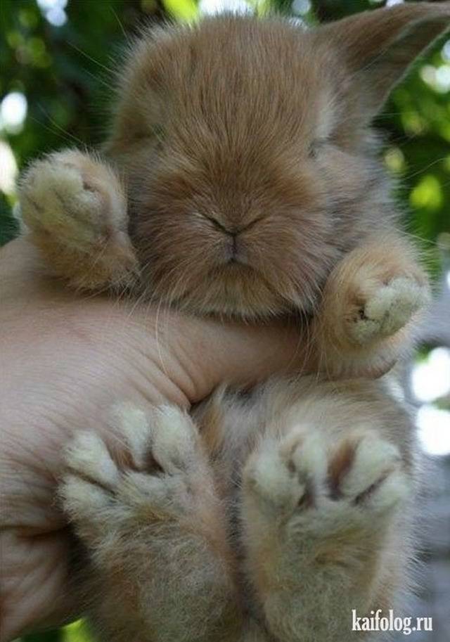 Картинка загружается...