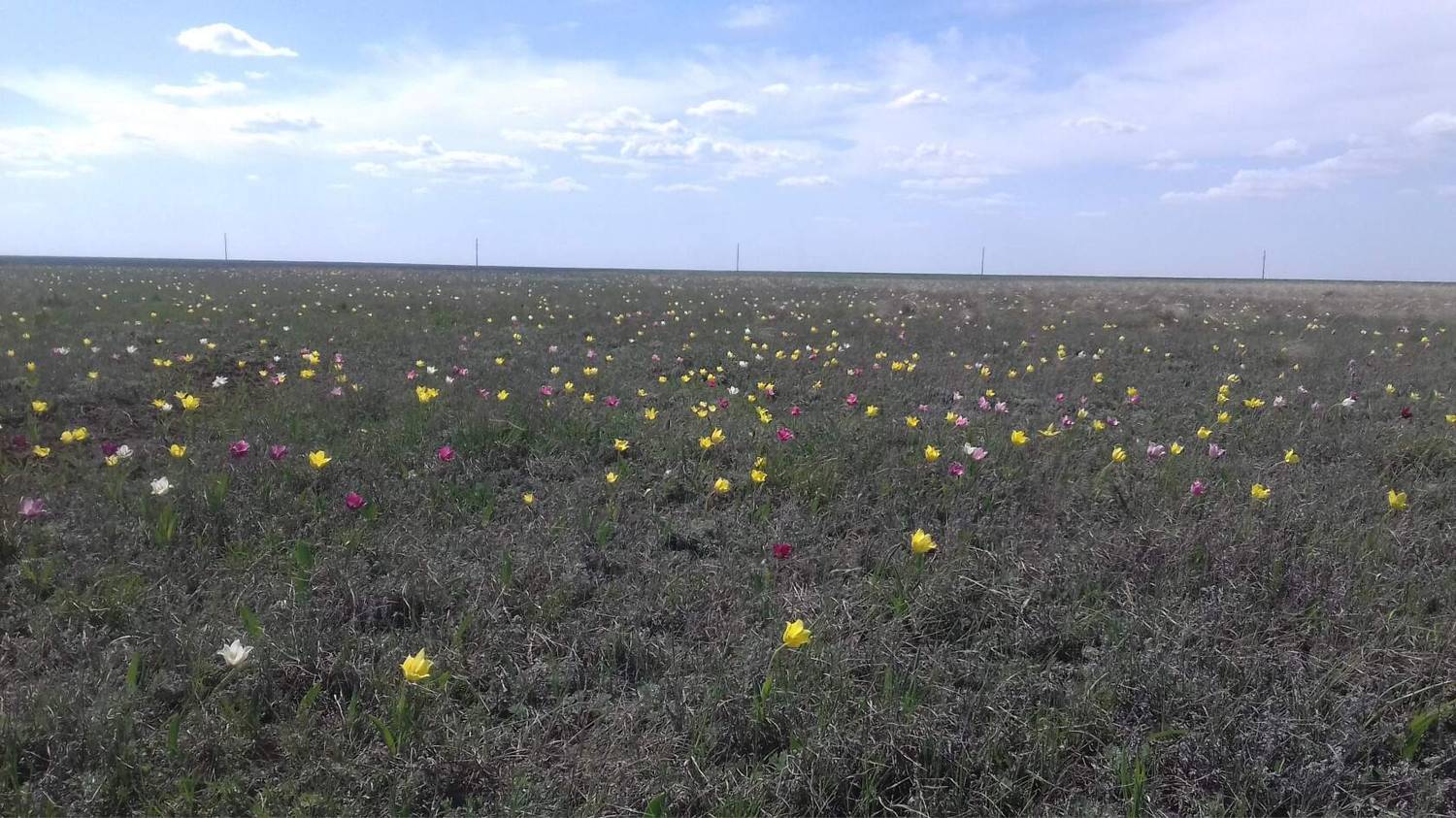 Картинка загружается...