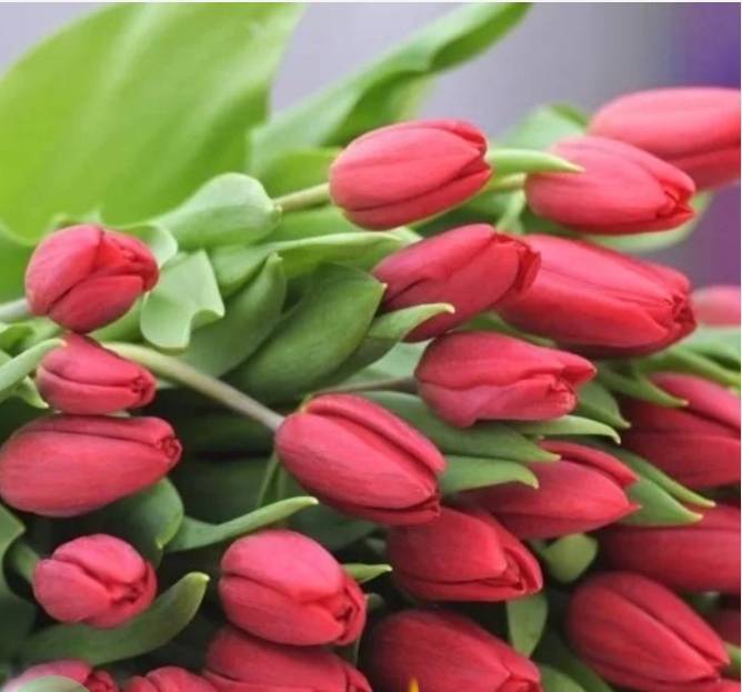 Картинка загружается...