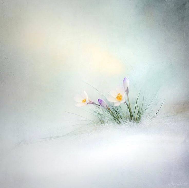 Картинка загружается...