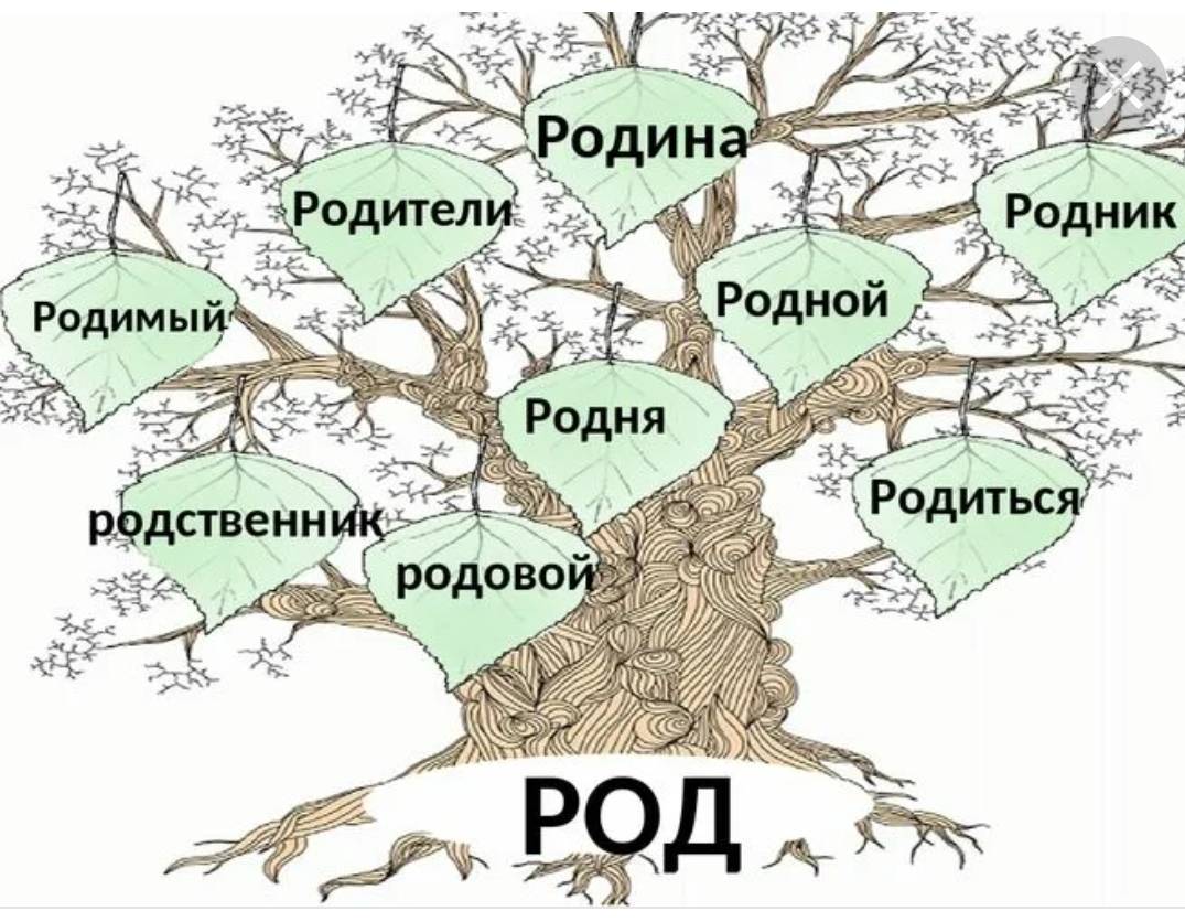 Рода склеил. Дерево соднакориными словами. Дерево с однокоренными словами. Дерево однокореннхлов. Семья слов.