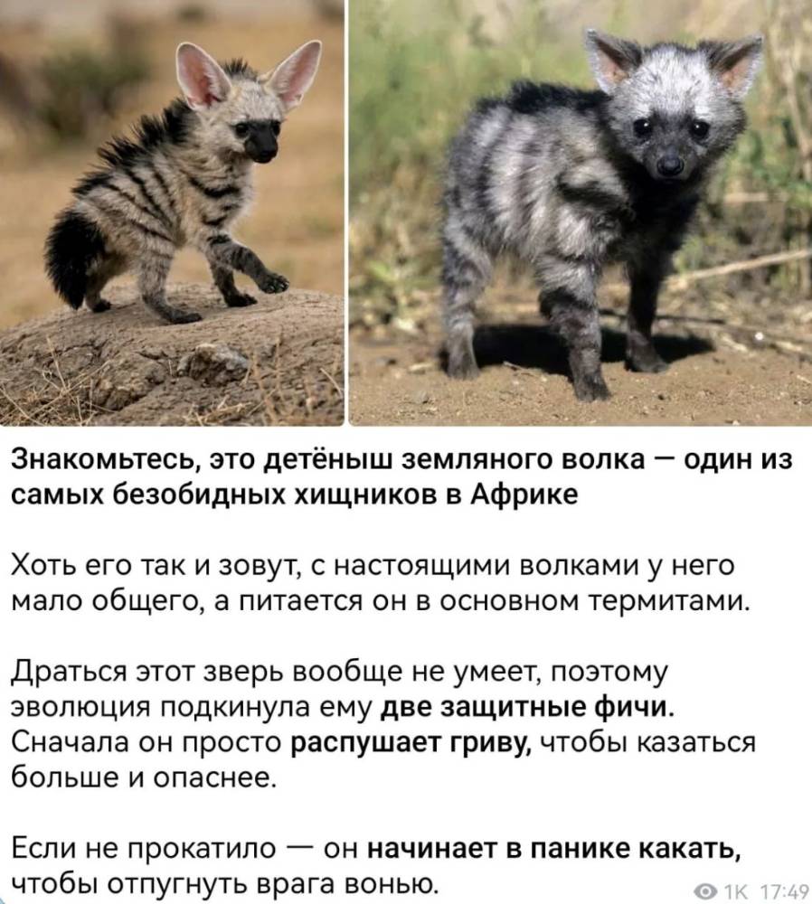 Картинка загружается...