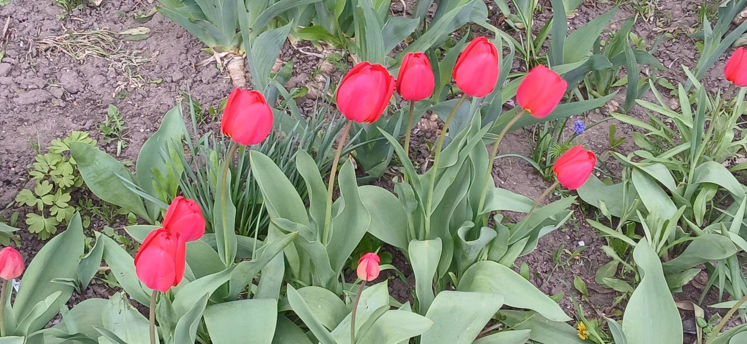 Картинка загружается...