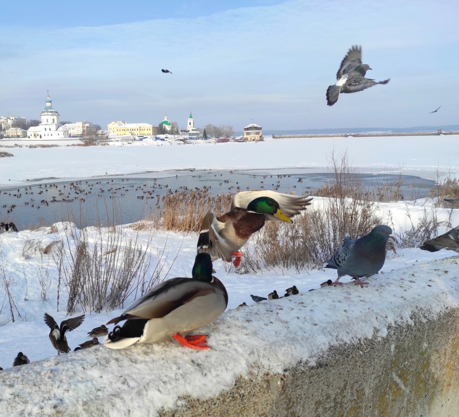 Картинка загружается...