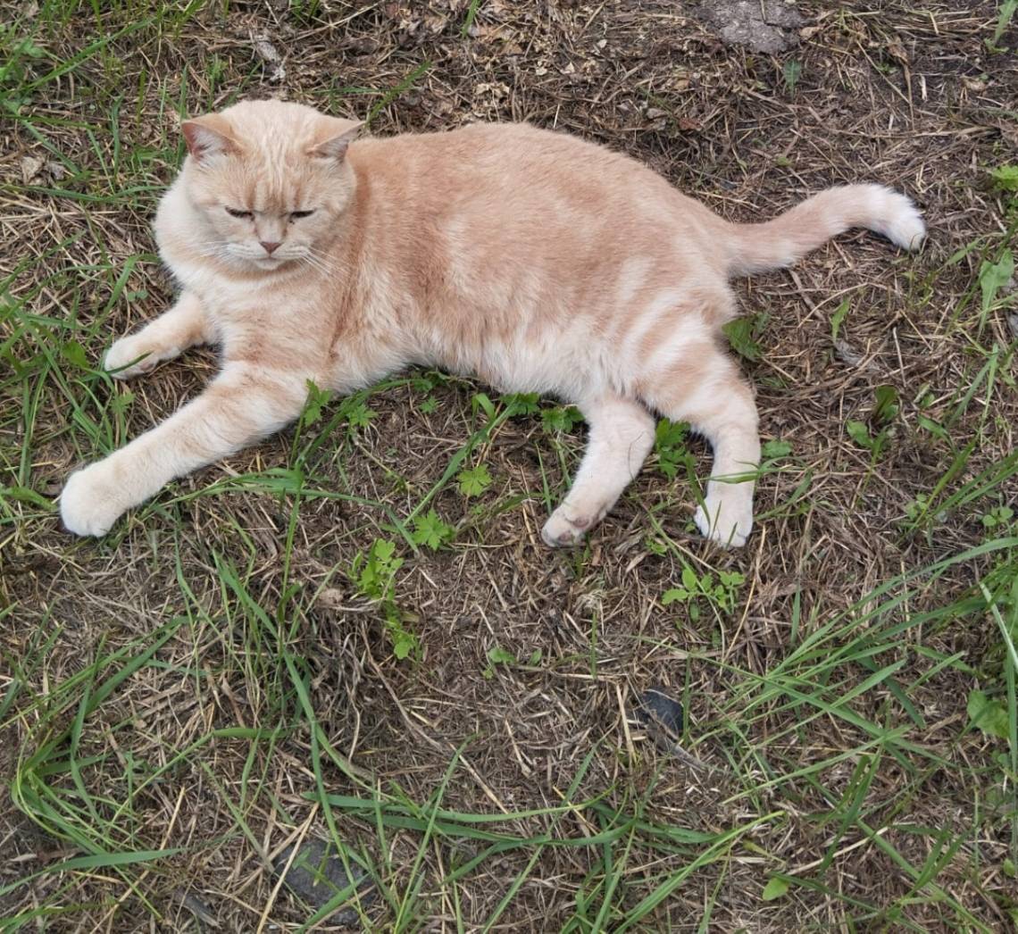 Картинка загружается...