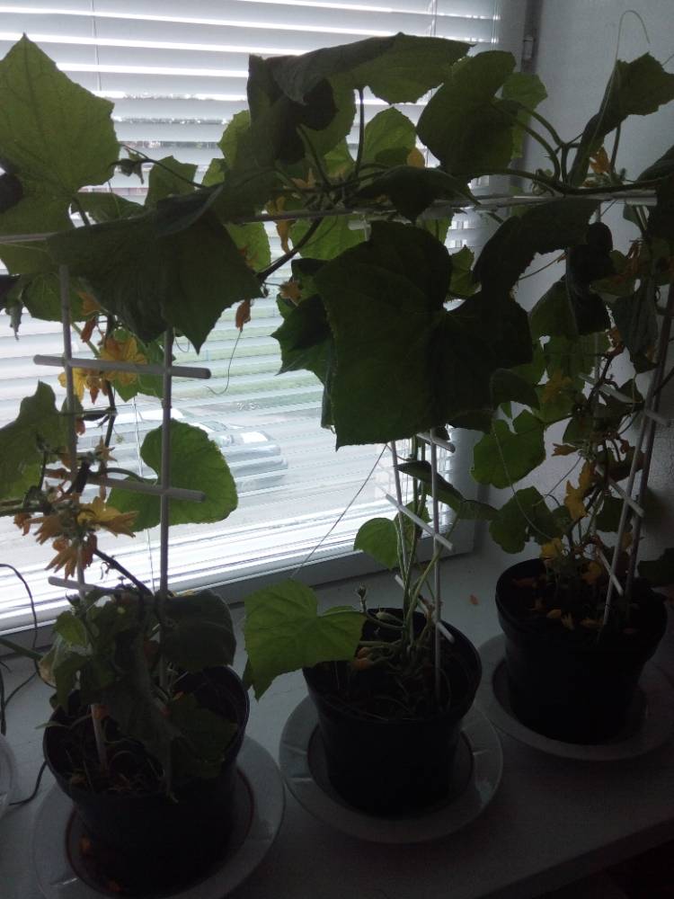 Картинка загружается...