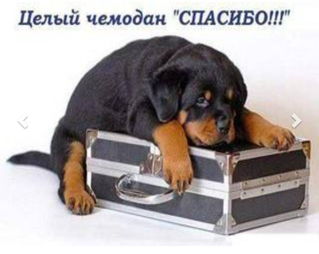 открытый старый чемодан. чемодан путешественника. отпуск чемодан. целый чемодан спасибо. целый чемодан.