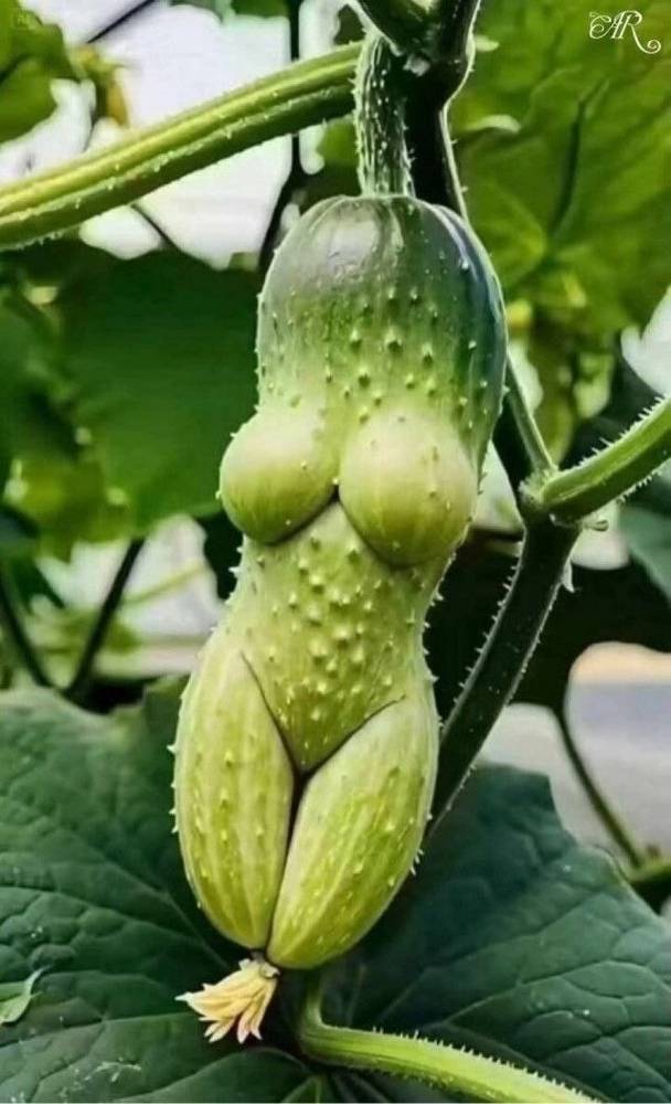 Картинка загружается...