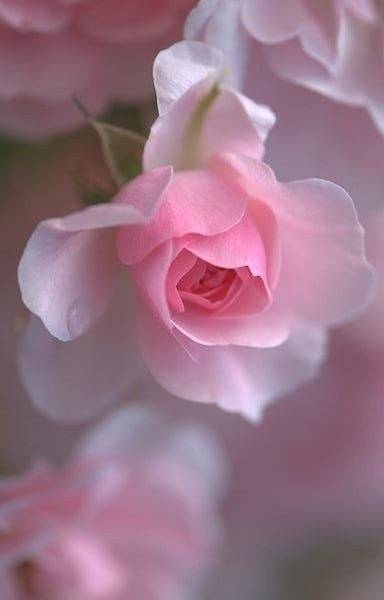 Картинка загружается...