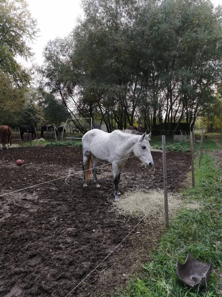 Картинка загружается...