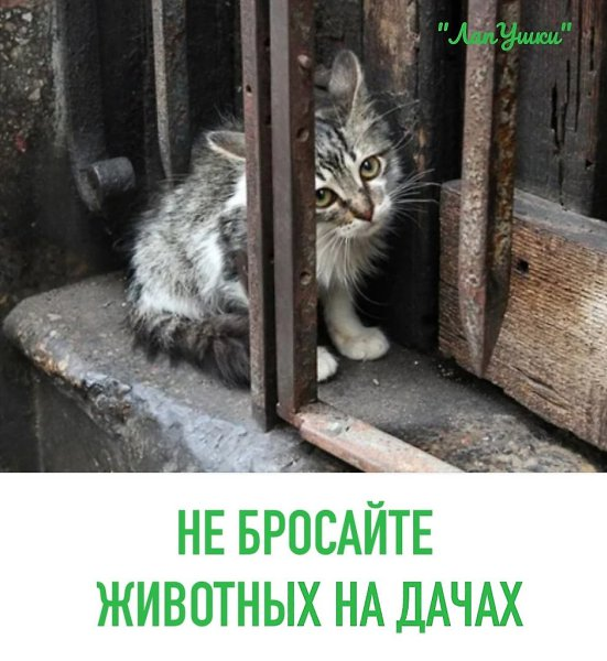 Картинка загружается...