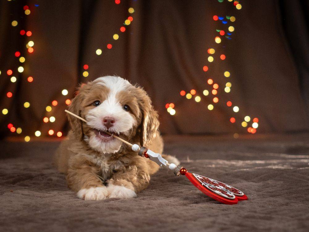 Картинка загружается...