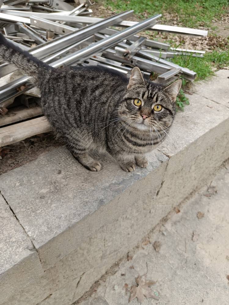 Картинка загружается...