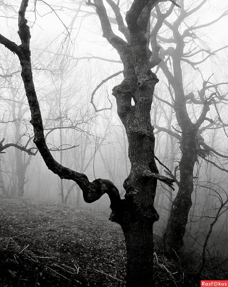 Картинка загружается...