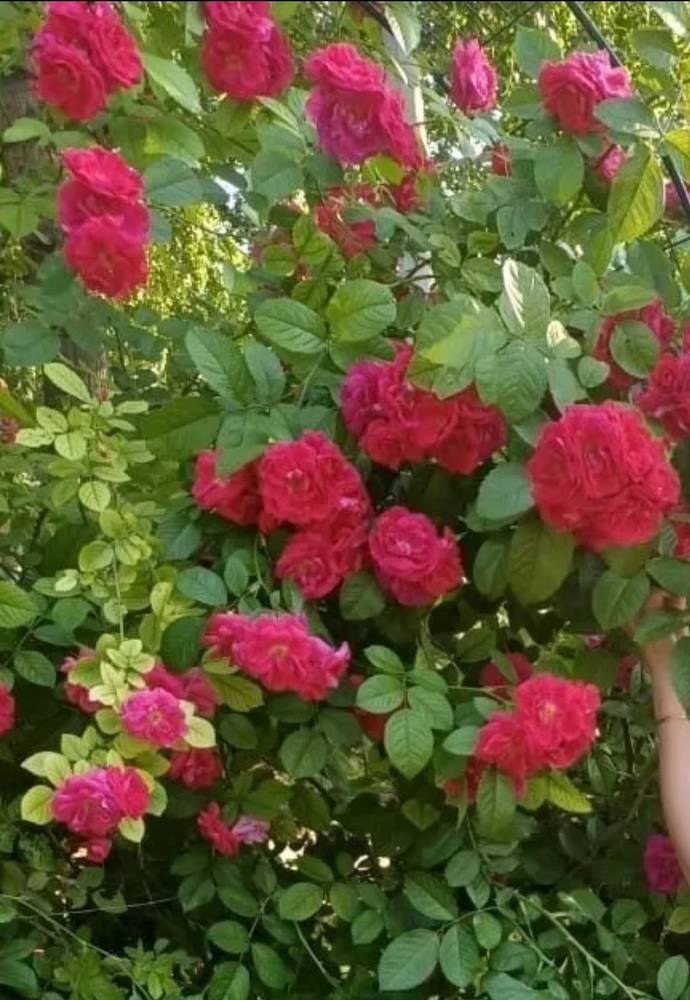 Картинка загружается...