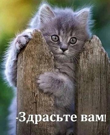 Картинка загружается...