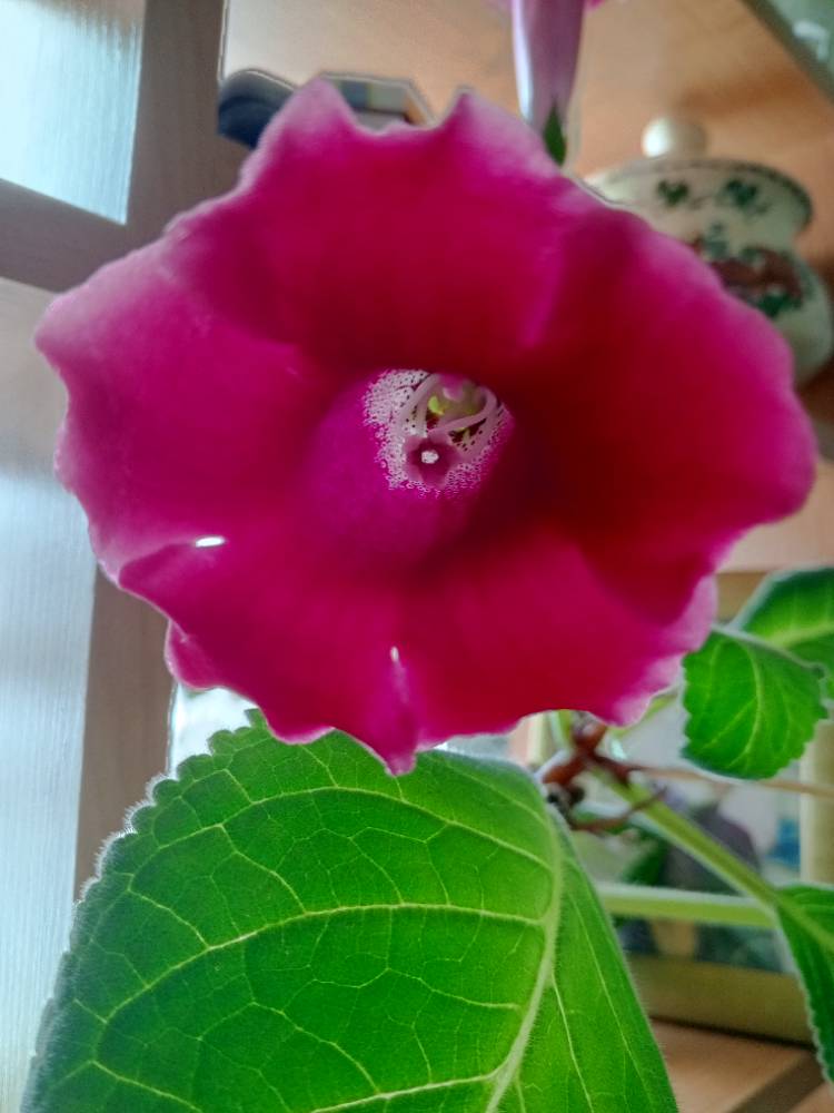 Картинка загружается...