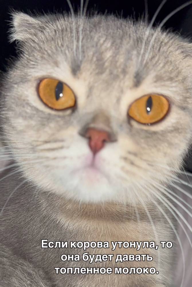 Картинка загружается...