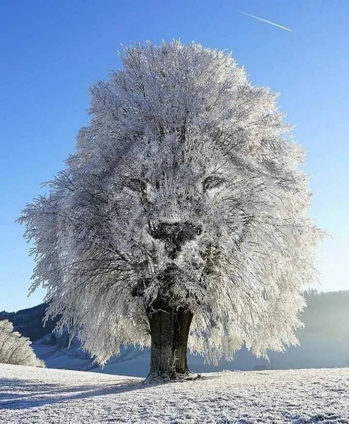 Картинка загружается...