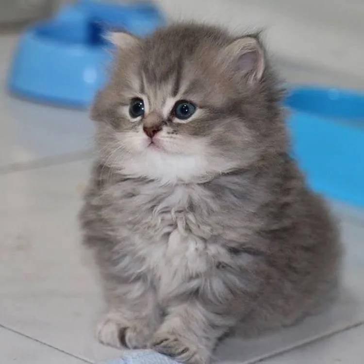 Картинка загружается...