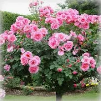 Картинка загружается...