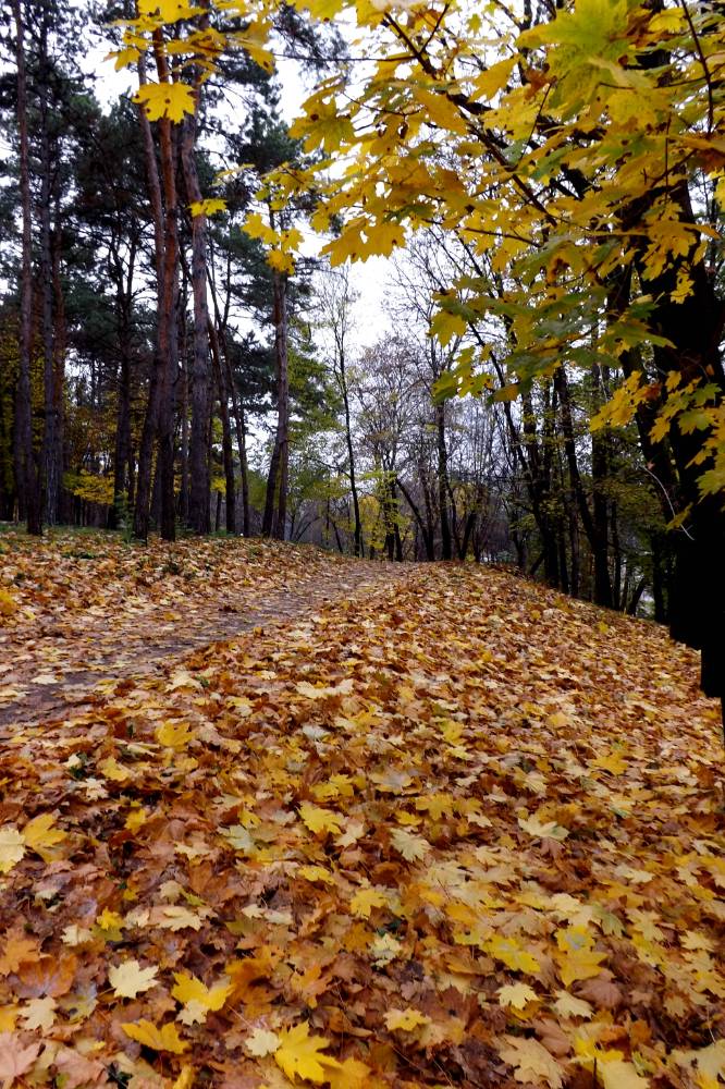 Картинка загружается...