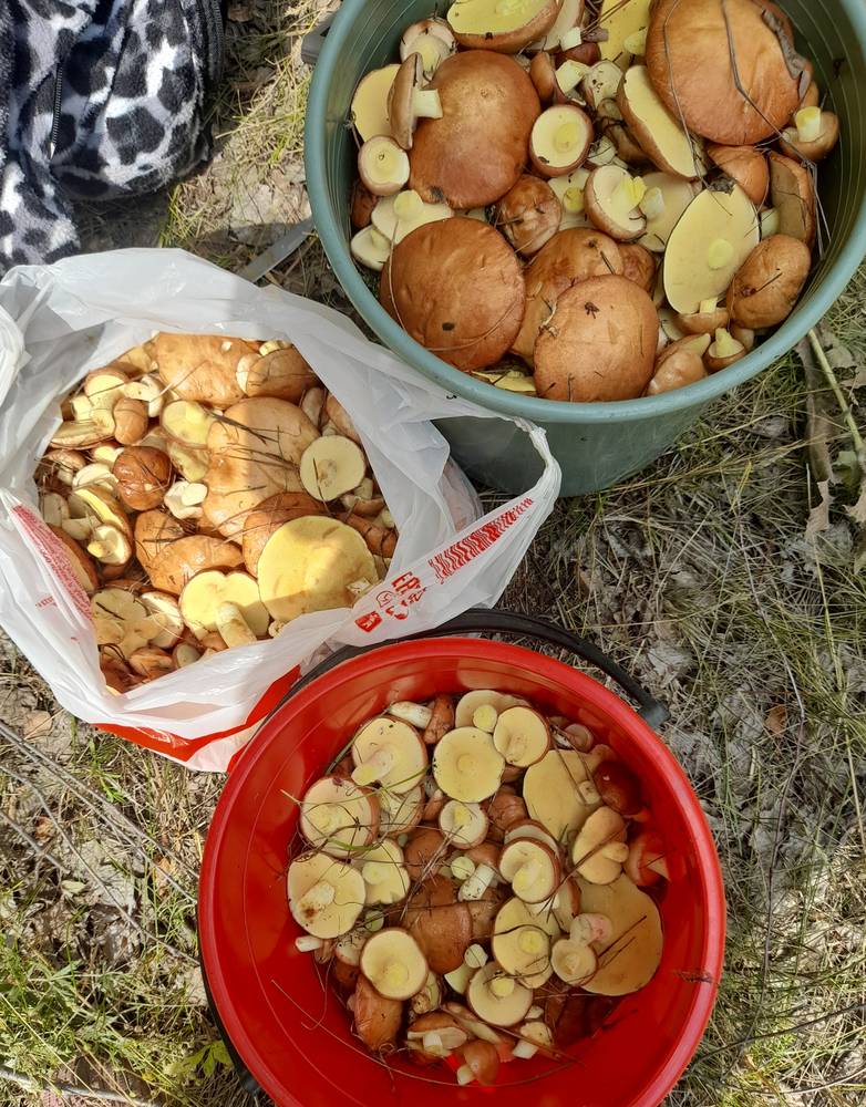 Картинка загружается...