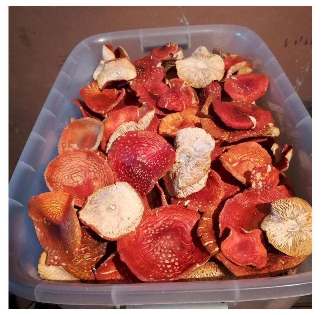 Ролл запеченный с грибами шиитаке. Суш щиеся грибы. Суши с шиитаке. Суш щиеся грибы. Ролл с шиитаке.