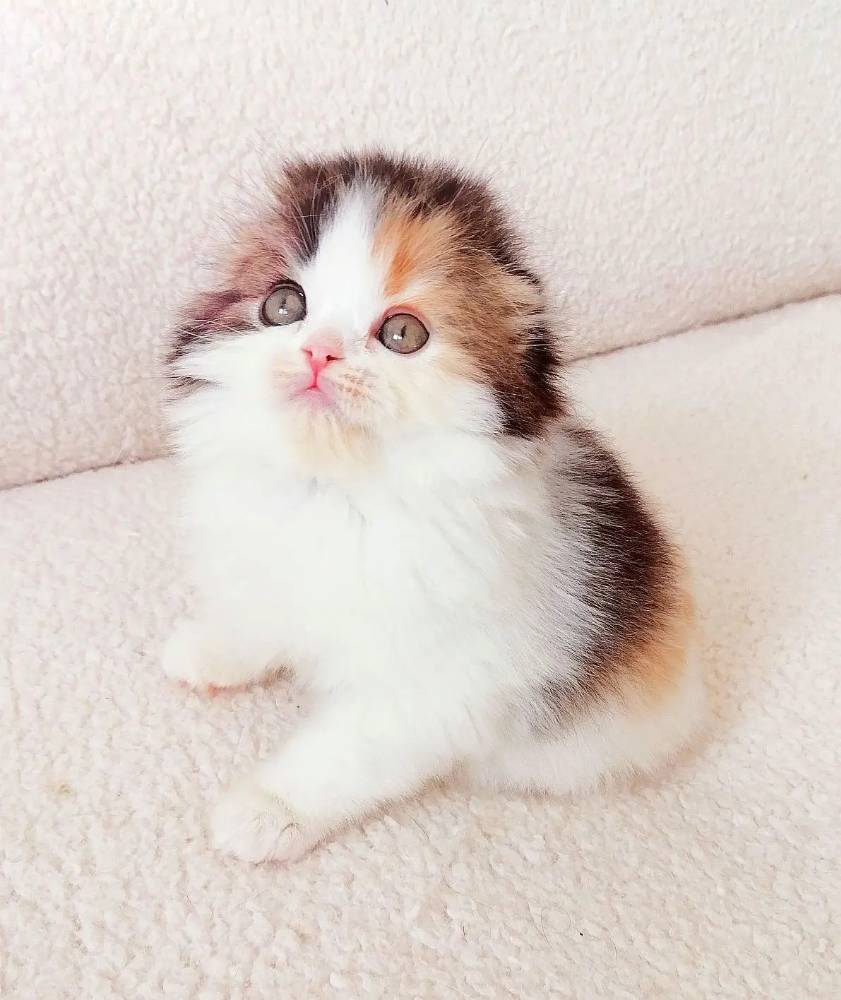 Картинка загружается...