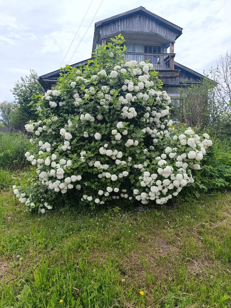 Картинка загружается...