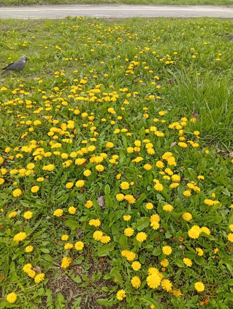 Картинка загружается...