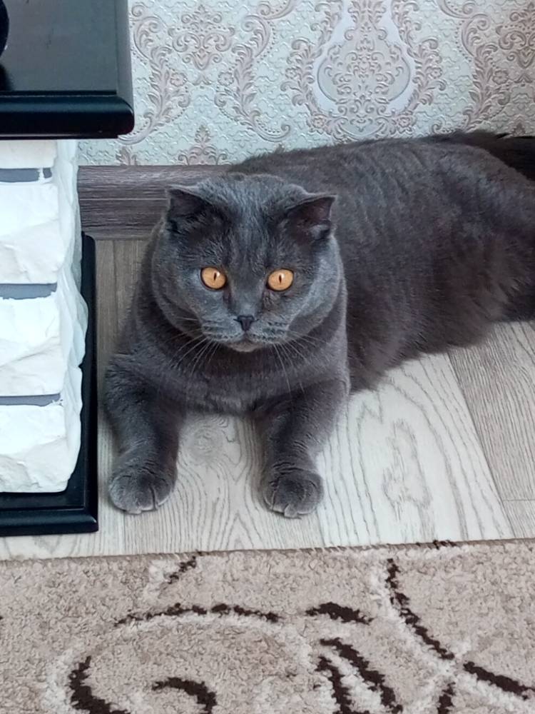 Картинка загружается...