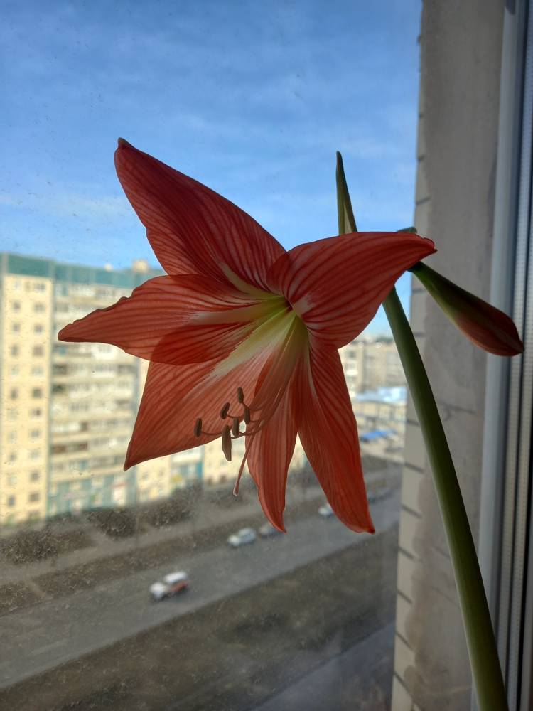 Картинка загружается...