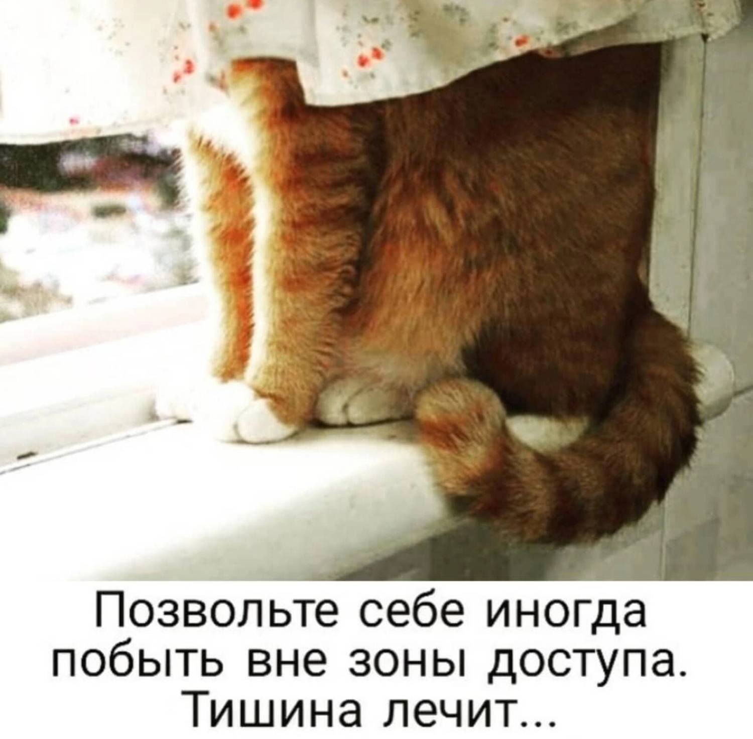 Котенок спрятался