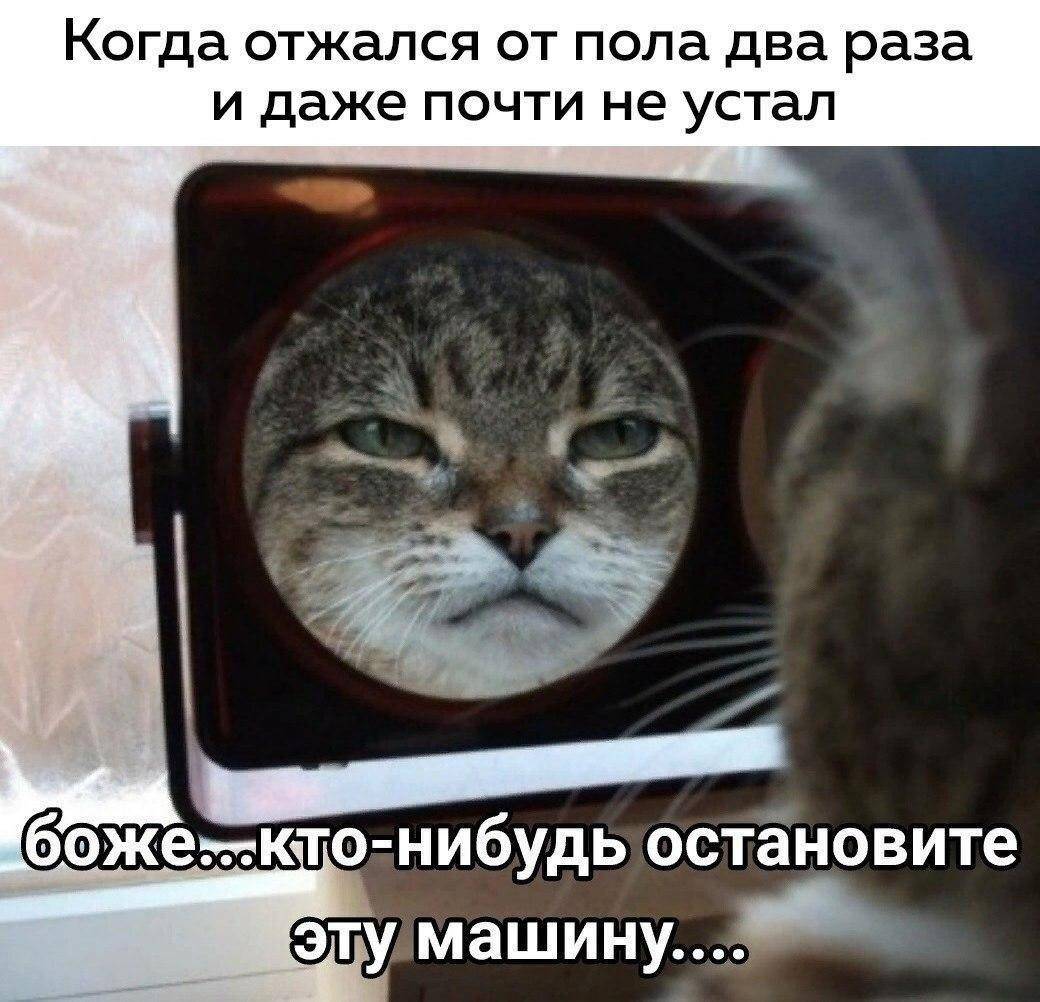 Мем Кот Смотрит - 50 фото