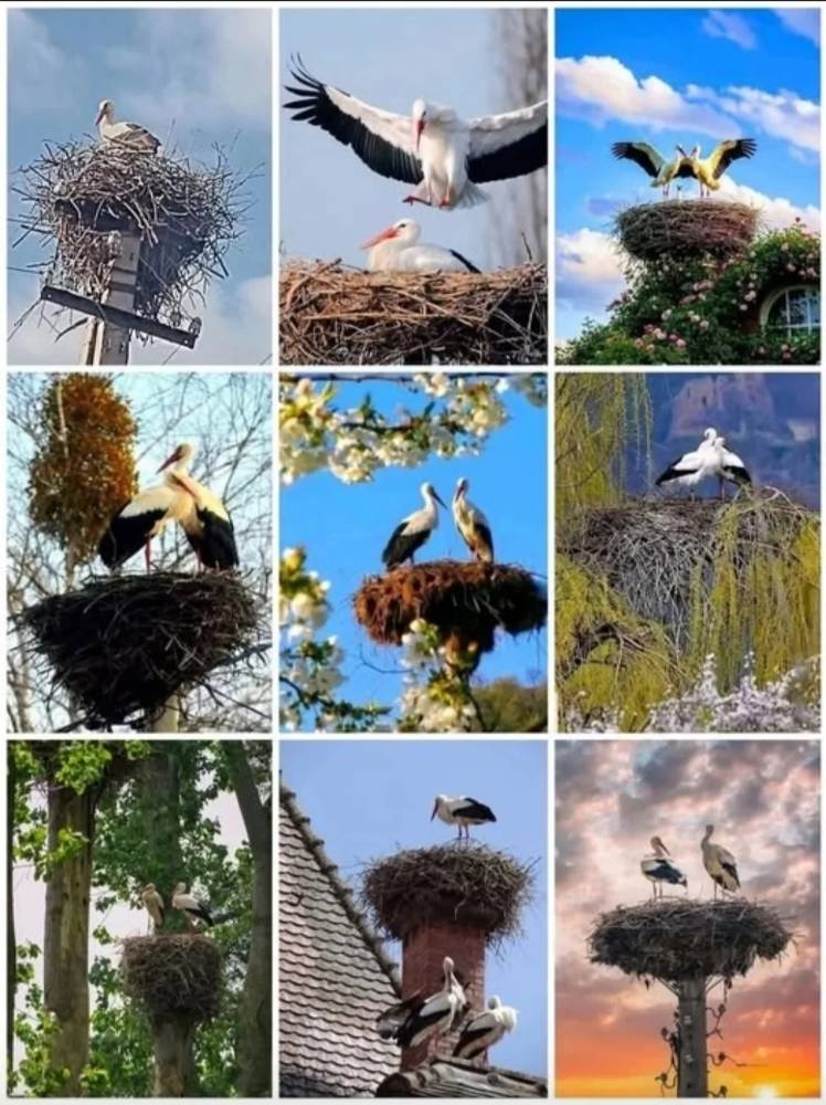 Картинка загружается...