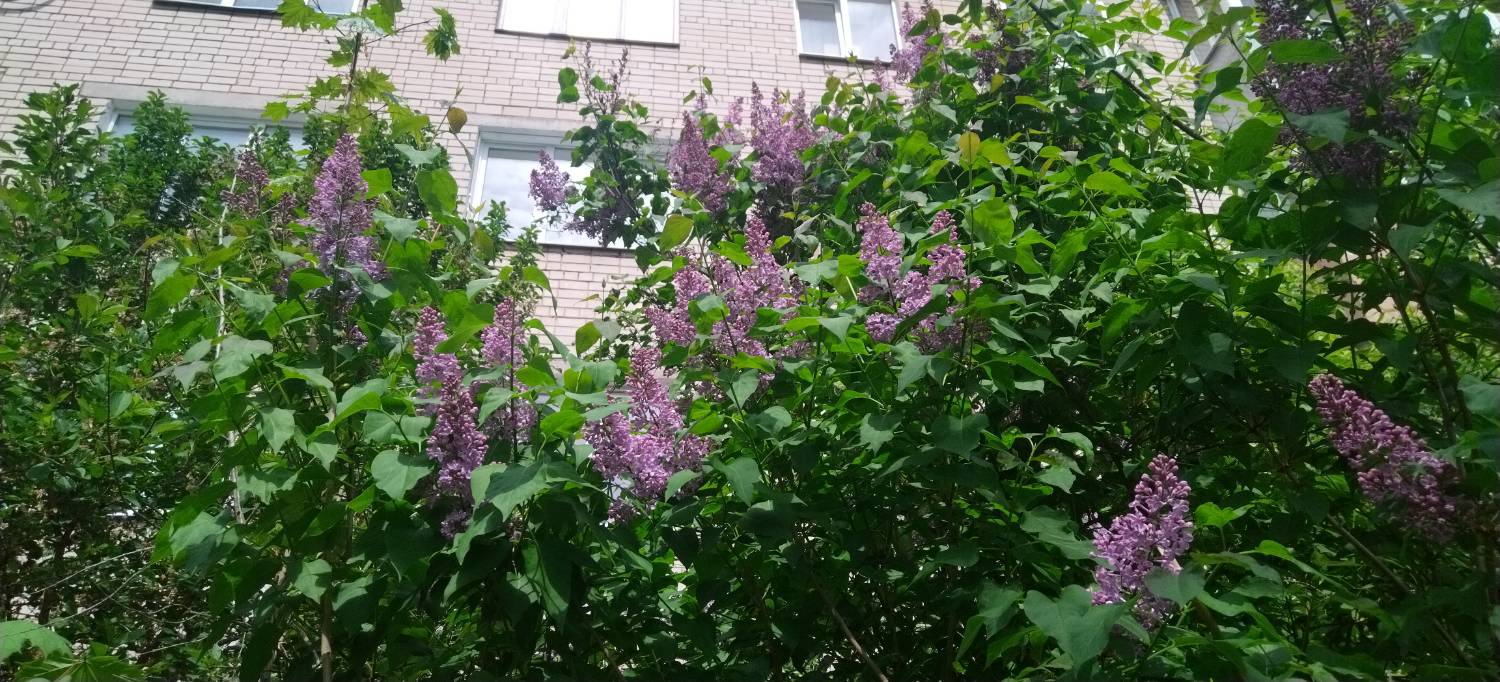 Картинка загружается...