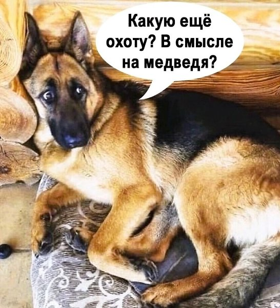 Картинка загружается...