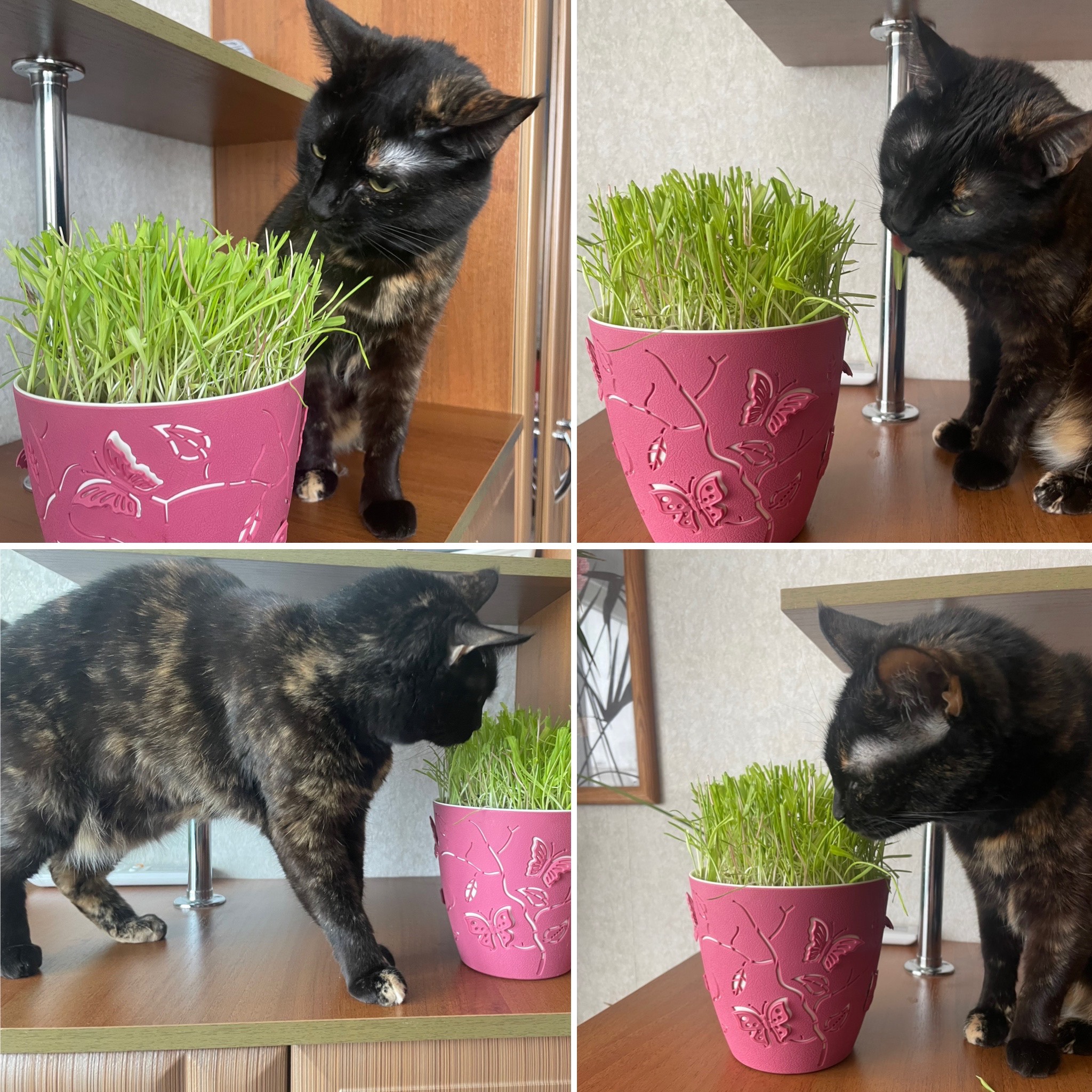 Картинка загружается...