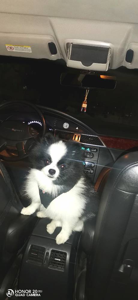 Картинка загружается...