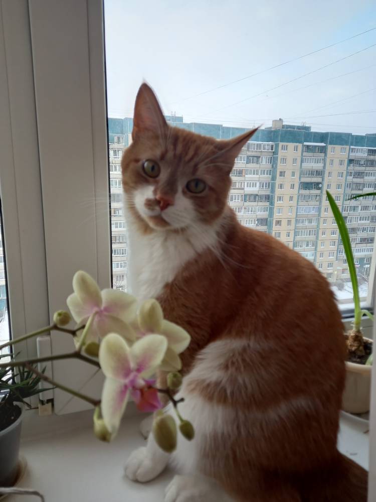 Картинка загружается...