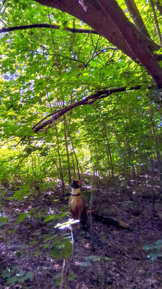 Картинка загружается...