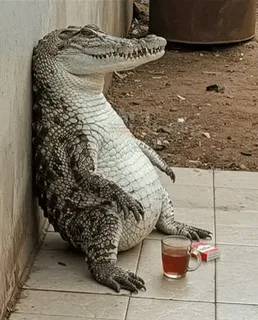 Картинка загружается...